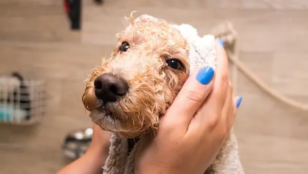 Dog grooming a poodle in a grooming saloon.