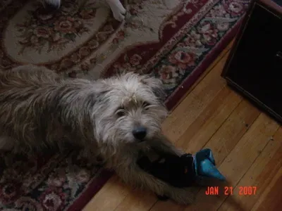 Jak se zbavit blech v koberci přírodní cestou' decoding='async' fetchpriority='high' title=