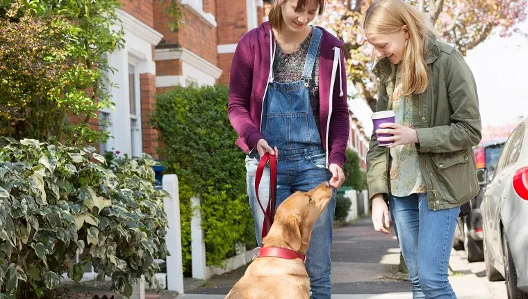 Женщины встречаются и рассказывают о собаке-лабрадоре, а собака смотрит на женщин.' title=
