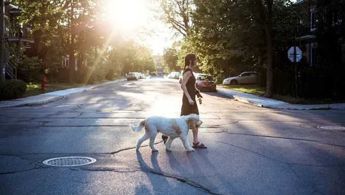 애완동물 시터' title=