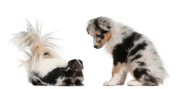 Природни и сигурни пси за псе