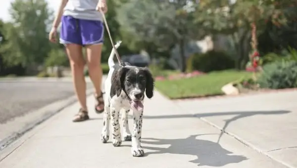 5 razones por las que siempre debes correa a tu perro