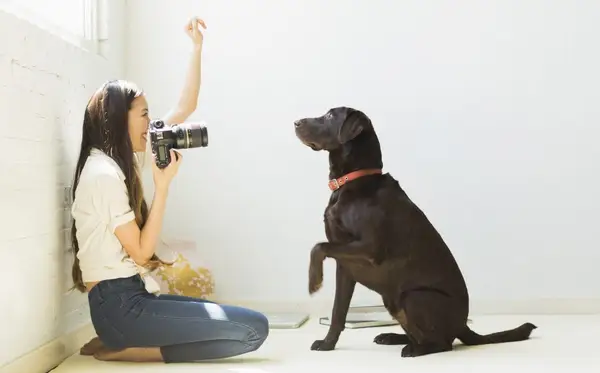 Comment choisir le meilleur photographe pour animaux de compagnie pour votre chien