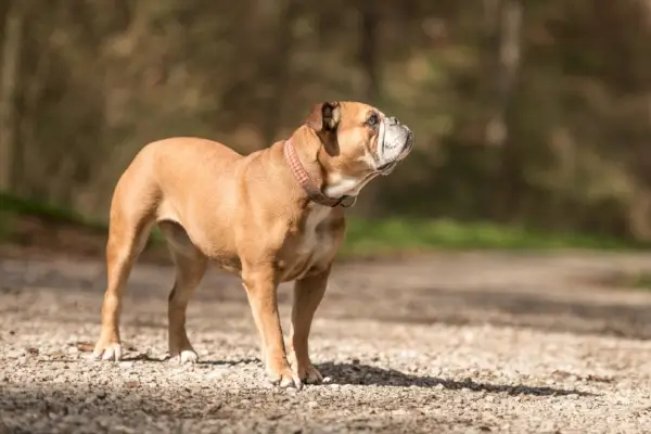 Bulldog Continental