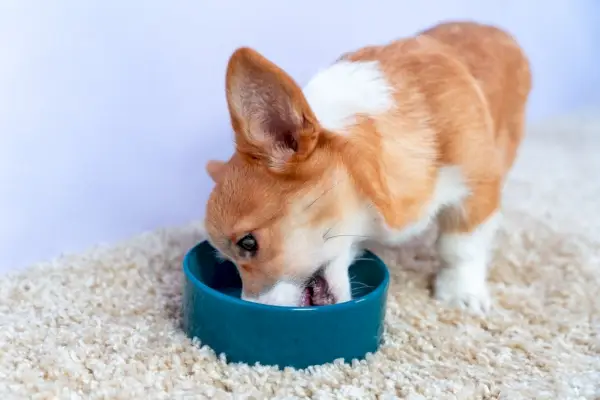 Un corgi gallois affamé Pembroke ou un chiot cardigan mange dans un bol en céramique debout sur un tapis laineux