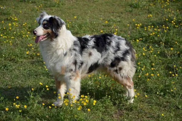 Australian Shepherd Dog_Daniel Albany, Pixabay