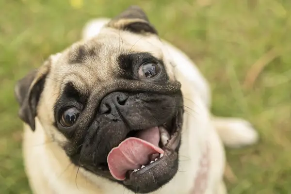 close-up of Pug smiling at camera