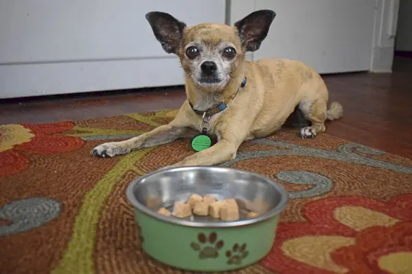 papir esperant ser alimentat amb menjar per a gossos nutra complete premium