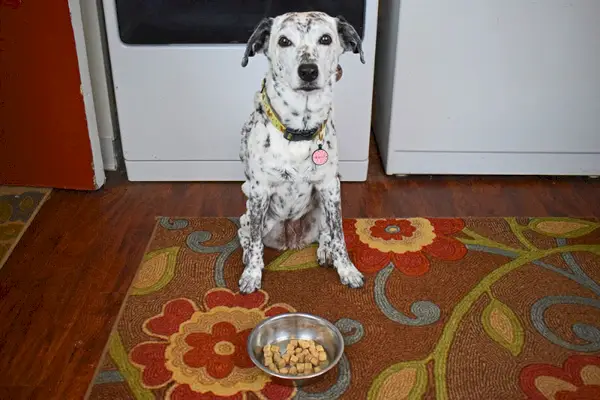 ragz assegut darrere d'un bol amb menjar complet per a gossos nutra