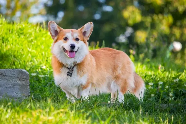 pembroke welsh corgi nos campos