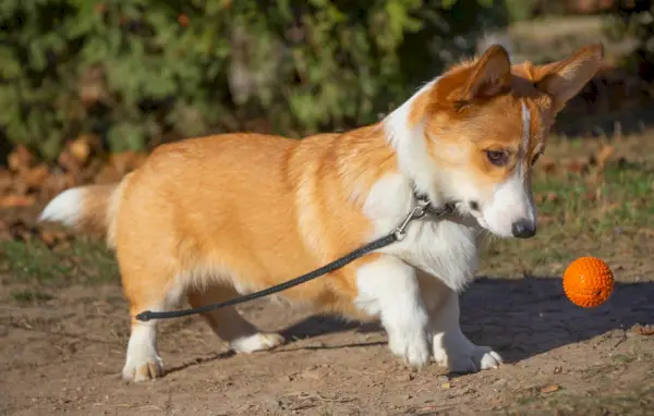 Corgi brincando com uma bola de brinquedo