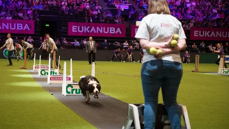 Todo lo que siempre quiso saber sobre la exposición canina de Crufts, ¡y más!