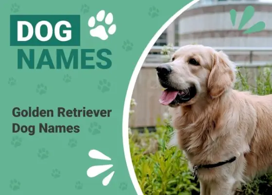 Kultaisennoutajan nimet