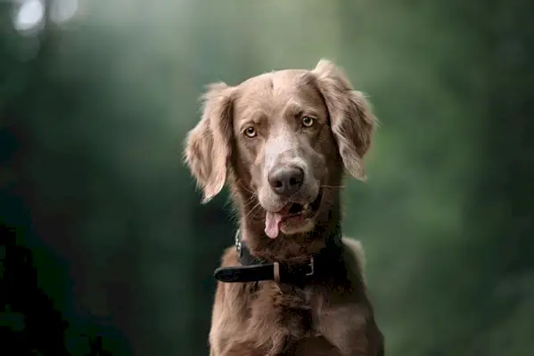 Дългокосмест ваймаранер