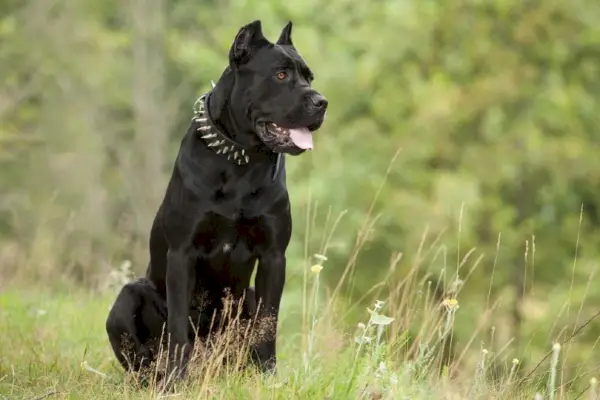 cane corso sitter på gresset