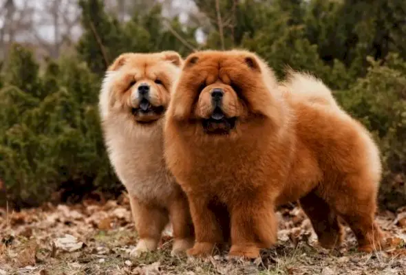 to-chow chow hund stående