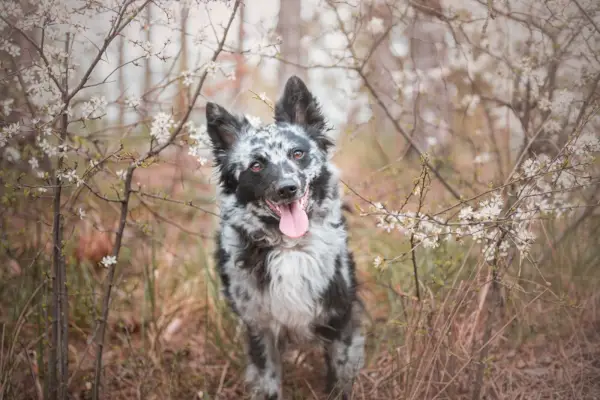 희귀한 개 품종 무디(Mudi)