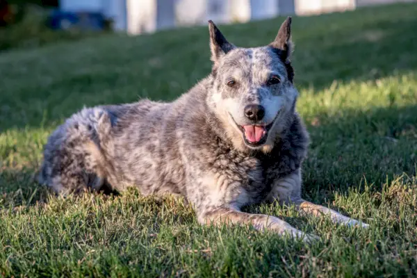 야외 잔디에 누워 있는 호주 스텀피 테일 소견