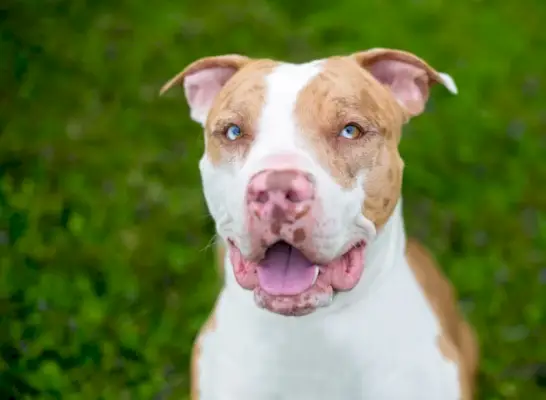 A, 레드, 카타훌라, 레오파드, 개