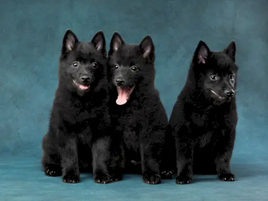 17 races de gossos amb cues acoblades de manera natural: imatges, fets, història