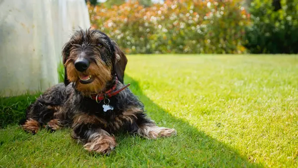 Hvorfor siger folk, at spor er de seneste konkurrenter?