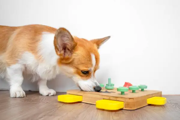 Corgi-hond gebogen over interactief educatief puzzelspeelgoed