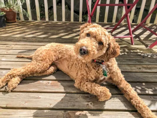 Australischer Labradoodle liegt auf dem Deck