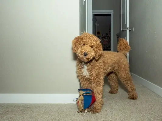 Australischer Labradoodle mit einem Spielzeug