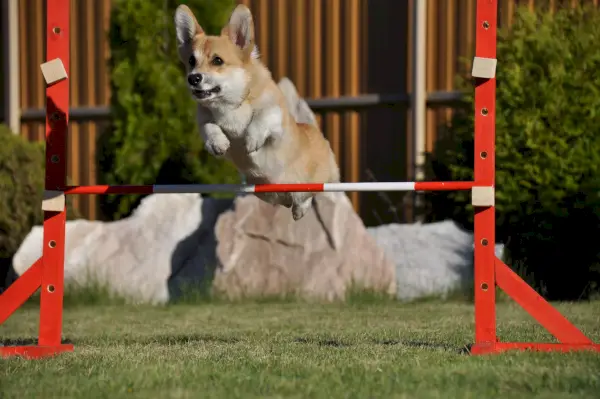 diviseur de patte de dogster