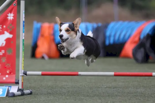 Cardigan noir et blanc Welsh Corgi Dog Running Agility Course