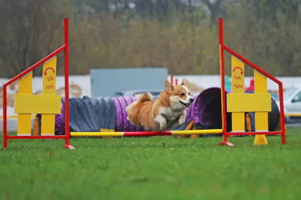 Que sont les courses de Corgi et sont-elles éthiques ? La réponse surprenante