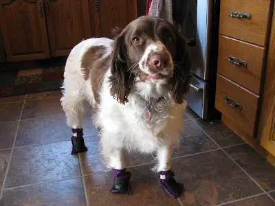 DIY パターンのフリース付き犬用ブーツ