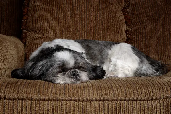 A Shih Tzu taking rest on a brown couch.