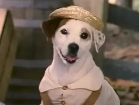 Que raça de cachorro era Wishbone? Cães de televisão apresentados