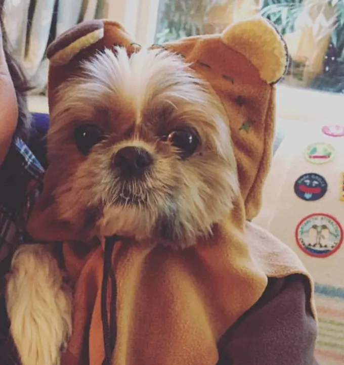 Dovrebbe trovare lavoro come comparsa.' title=