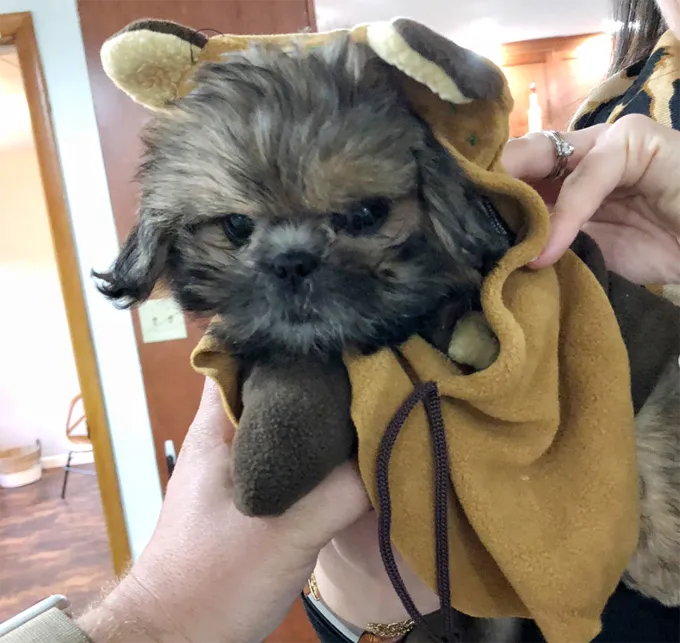 Piccolo Ewok!' title=