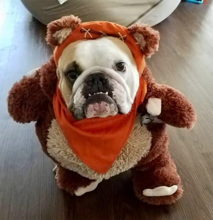 Così carino.' title=