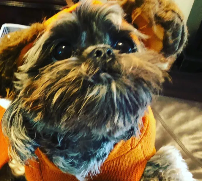 Questo è un costume molto bello!' title=