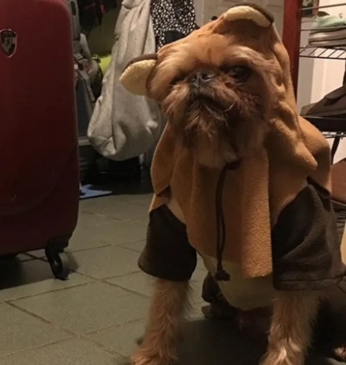 Così carino!' title=