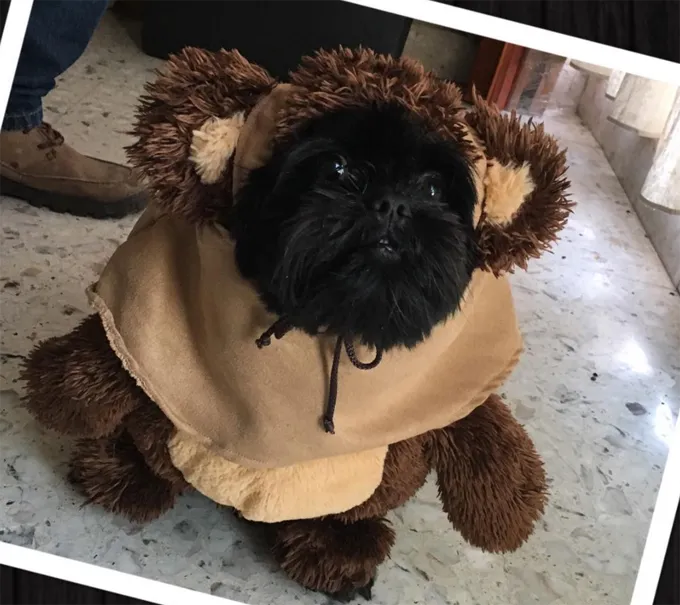 Quelle orecchie.' title=