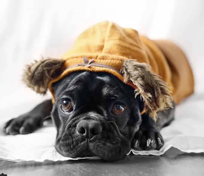 Soggezione. Troppo carino.' title=