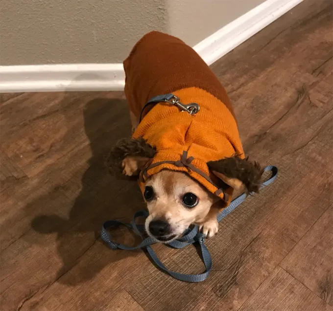 Awe... ciao a tutti.' title=