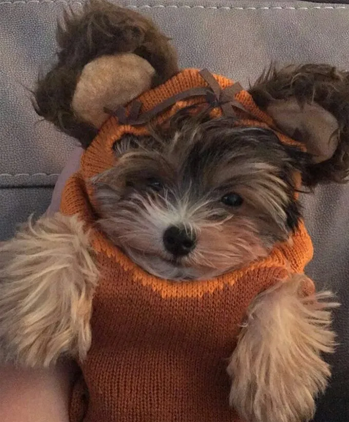 Così così carino!' title=