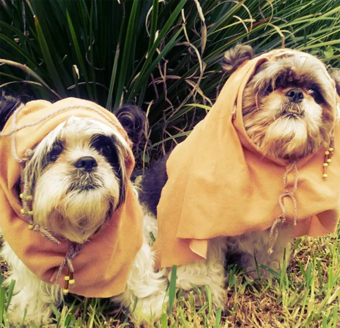 40 cani vestiti da Ewok [IMMAGINI]
