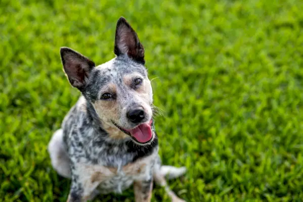 Fotografie cu capul portretului unui câine de vite australian Blue Heeler