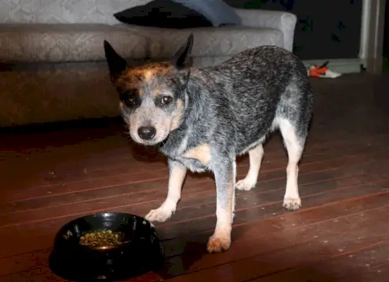 toc-albastru-caine-manca