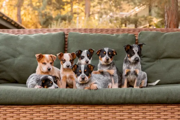 Cățeluși de vite australiene stând pe o canapea în aer liber