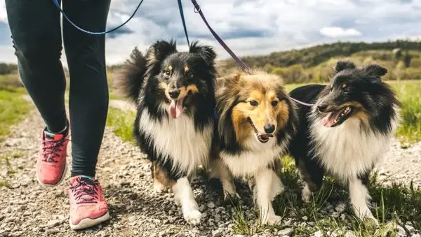 כמה כלבים יש לך יותר מדי?
