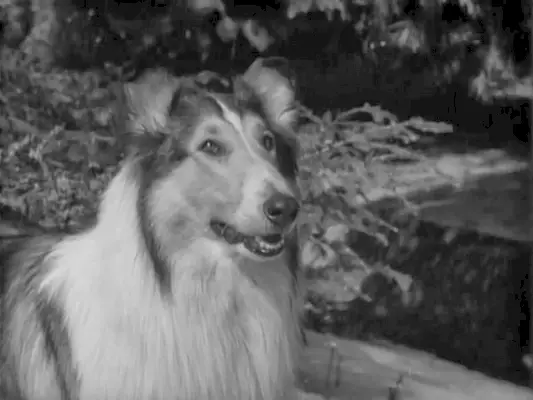 Încă din Lassie (1954), Jack Wrather Productions