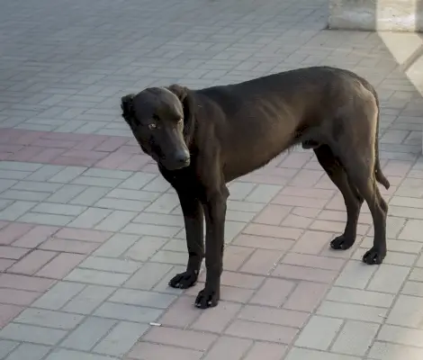 мършаво бездомно куче